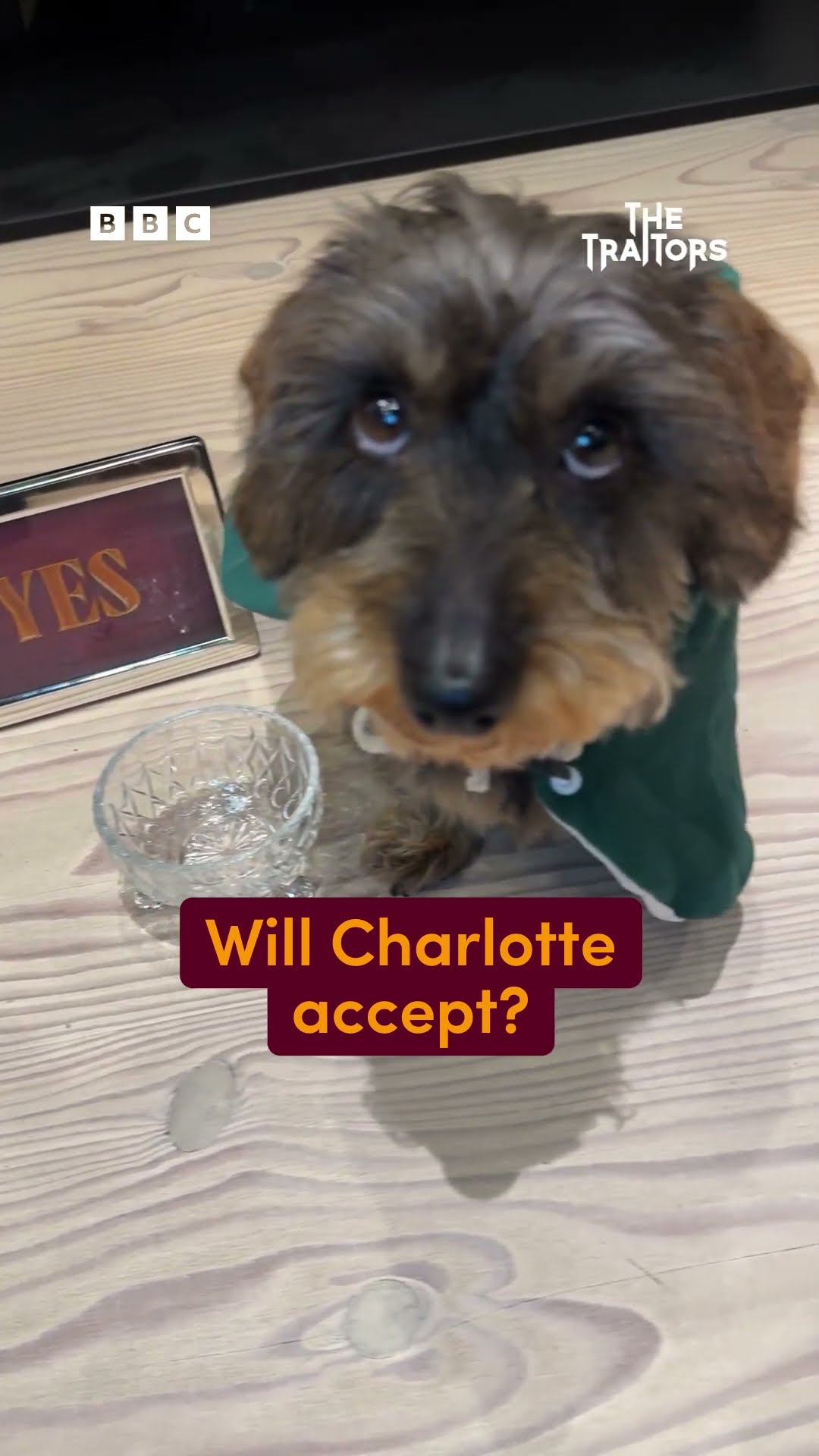 Puppy Predictor live in action - BBC