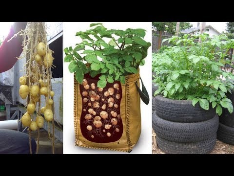 Video: Interesting Ways To Grow Potatoes