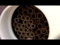 Blue Orchard Mason Bees - Urban Green