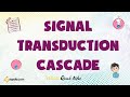 シグナル伝達カスケード - はじめに | セカンドメッセンジャーシステム