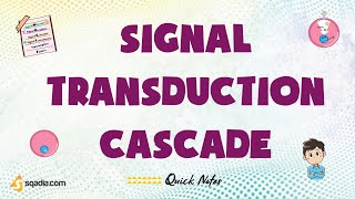 Signal Transduction Cascade - Introduction | Second Messenger System