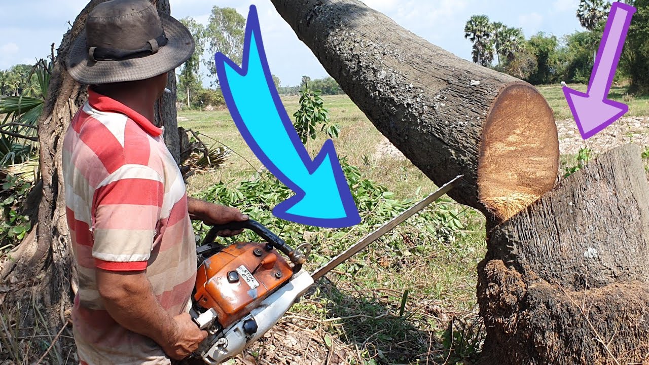 A Century Palm Tree Felling With Chainsaw STIHL MS 070 Wood Cutting ...