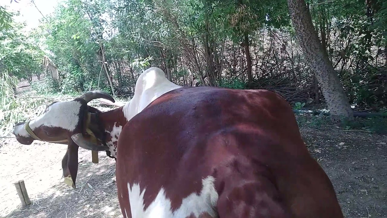 dev kripa deary farm tolakhedi gir cow