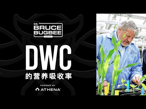 Bruce Bugbee系列—DWC中的营养吸收率