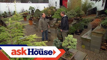 Sculpting Bonsai Trees | Sneak Peek | Ask This Old House