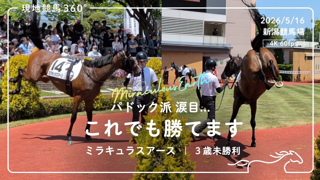 常識破り― こんなパドックでも勝てます｜ミラキュラスアース 3歳未勝利