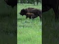 Bison Calf Feeding