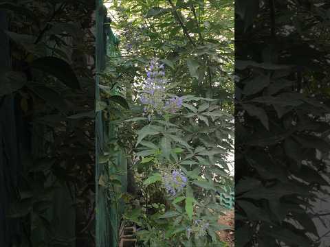 نبات كف مريم البنفسجي