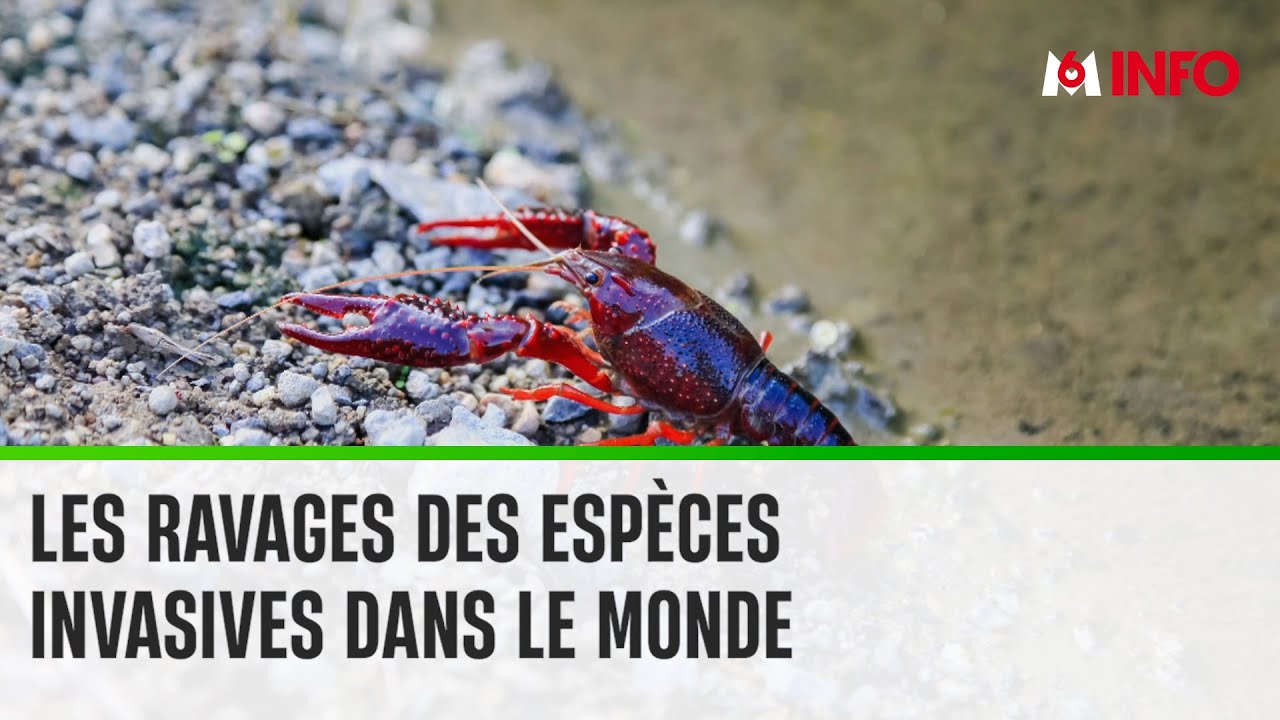 La lutte onéreuse contre les espèces exotiques envahissantes