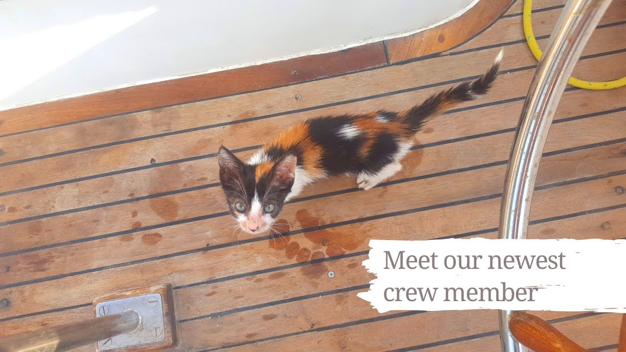 Sailboat Cat – Welcome Our Newest Crew Member