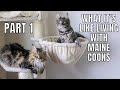 What It's Like Owning Maine Coons (Part 1)