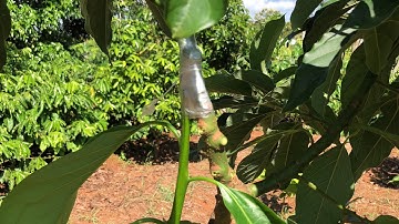 Kỹ Thuật Ghép 2 Gốc Bơ 034 Vào 1 Ngọn  -  Vườn Bơ 034  Phần 98