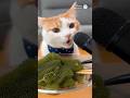 海ぶどうを頬張る猫の咀嚼音をお聞きください🐟ASMR😺 #猫動画 #猫ASMR #猫のいる暮らし #catlover #catlife