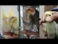 Funny Cockatiel Moments That Will Make Your Day! ♥️🐦