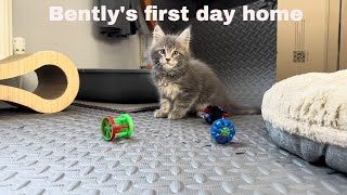 Adorable Bently's First Day Home: Part 2 Of The Maine Coon Kitten Adventure!