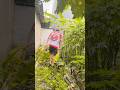 Ayah Nyari lalapan di kebun ges🤣😂