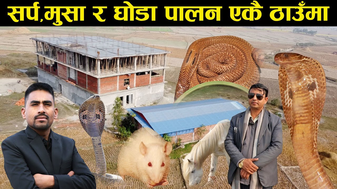 सर्प,मुसा र घोडा पालेर के गर्न खोज्दैछन् लक्ष्मी प्रसाद ? - Snake husbandry in Nepal