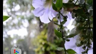 Download Lagu Paradise in a farm MP3