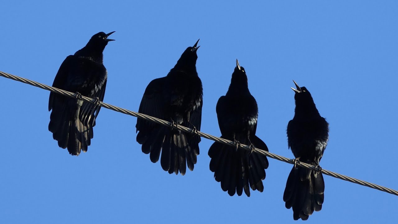 Great-tailed Grackles sing