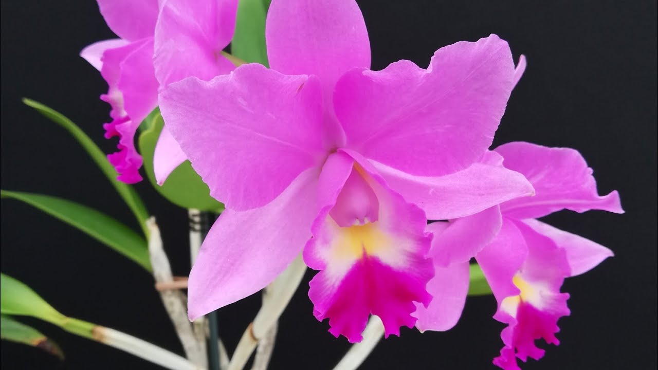 ¡ESTO PASO DESPUES DE HACER EL TRASPLANTE Y DIVISION DE MI ORQUIDEA CATTLEYA! ¡APRENDE FACILMENTE!