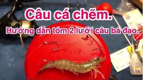 Hướng dẫn tóm câu 2 lưỡi - Câu cá chẽm - Mồi tôm sống.