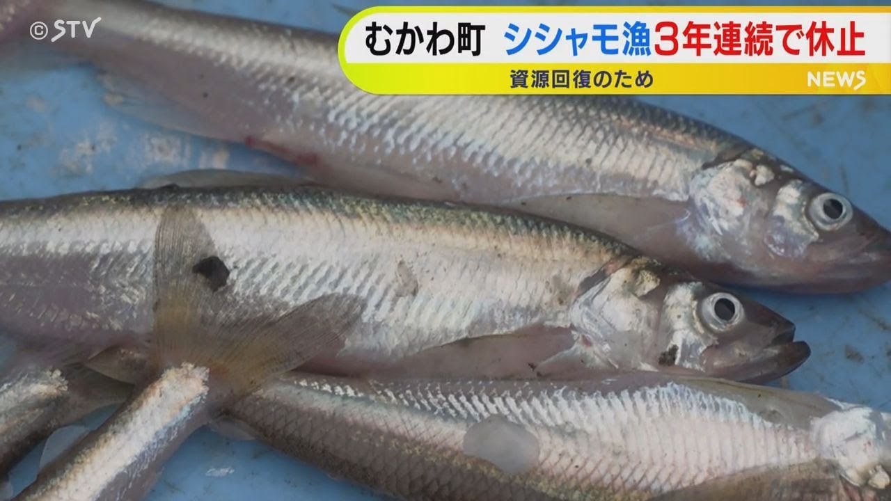 シシャモ漁が3年連続休止に 稚魚放流も資源量回復せず 深刻な不漁 北海道むかわ町 - YouTube