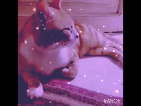 القط المقموص اصالحك آه انونولك لا