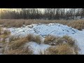 Trapping A Secondary Beaver Lodge With H Stands Huge Beaver Caught Trapping A Secondary Beaver Lodge With H Stands Huge Beaver Caught