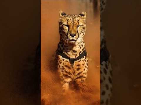 Леопарды в бою! Неожиданная концовка.