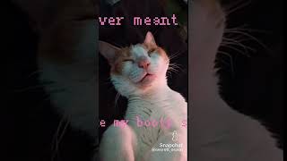 Funny #cats #cover #skit #funny #outkast