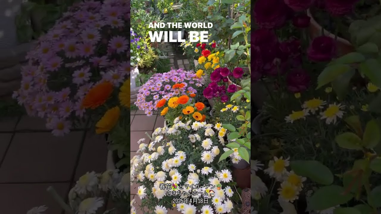 SD】 2025年4月18日 春の花が咲いています。 #flowers #garden