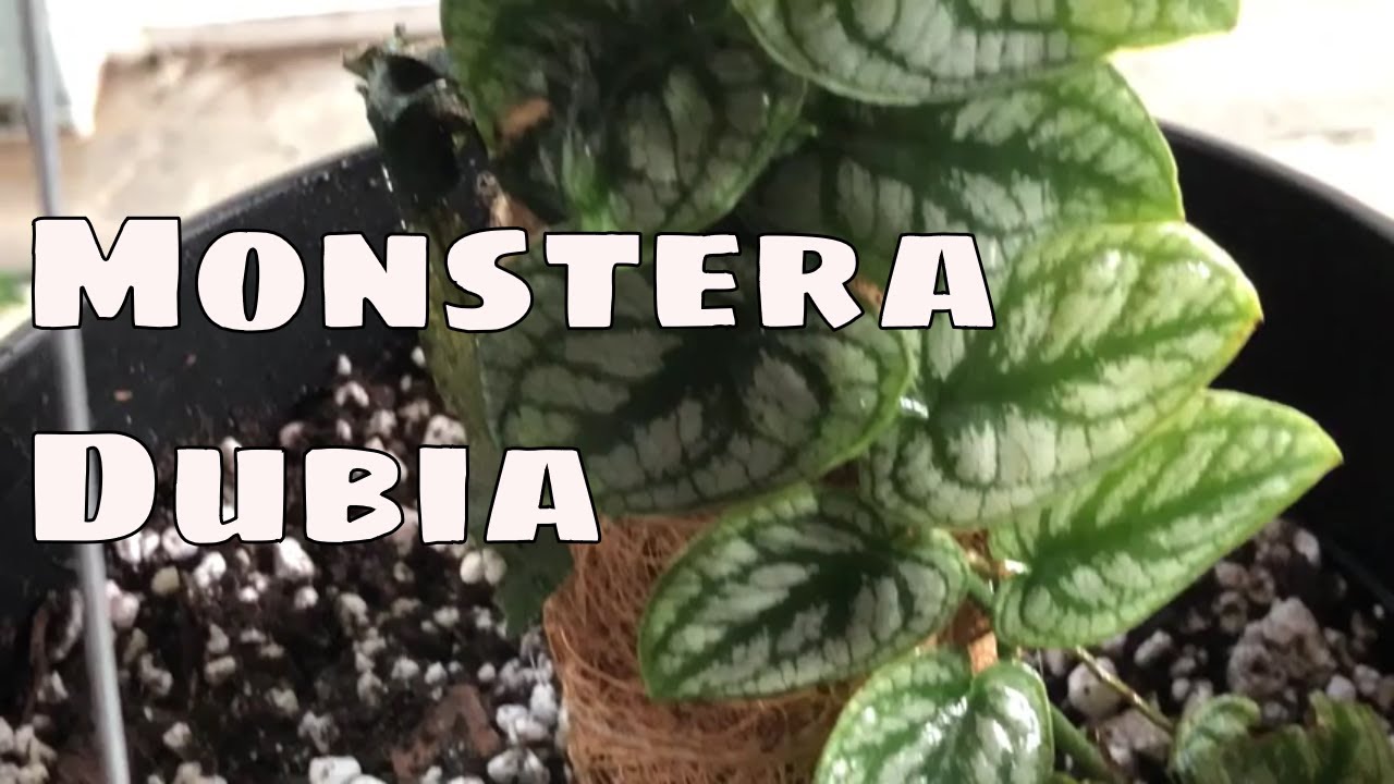 Rare Monstera Dubia Mounting & Care Tips / Tropical Shingling Shingle