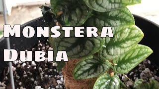 Rare Monstera Dubia Mounting & Care Tips / Tropical Shingling Shingle Plant / Monstera On Moss Pole