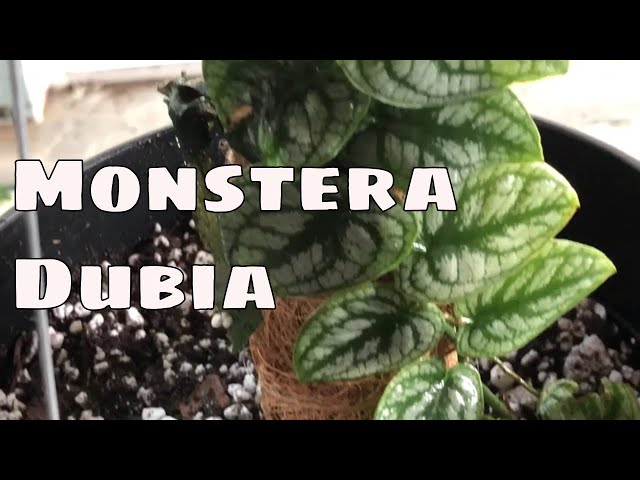 Rare Monstera Dubia Mounting & Care Tips / Tropical Shingling Shingle Plant  / Monstera On Moss Pole - YouTube