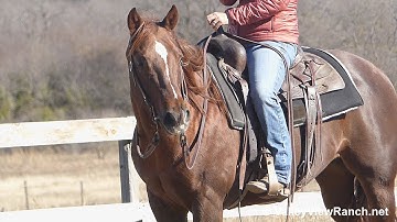 Widows Thunder - walk, slow jog, lope, turns, stops! - ValleyViewRanch.net