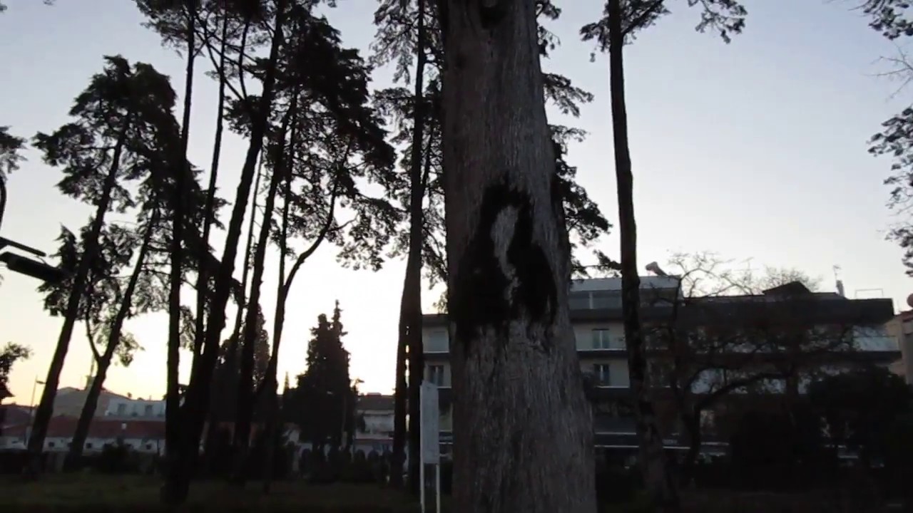 22 01 17 Image of Our Lady of Fatima on a tree in moss which has ...