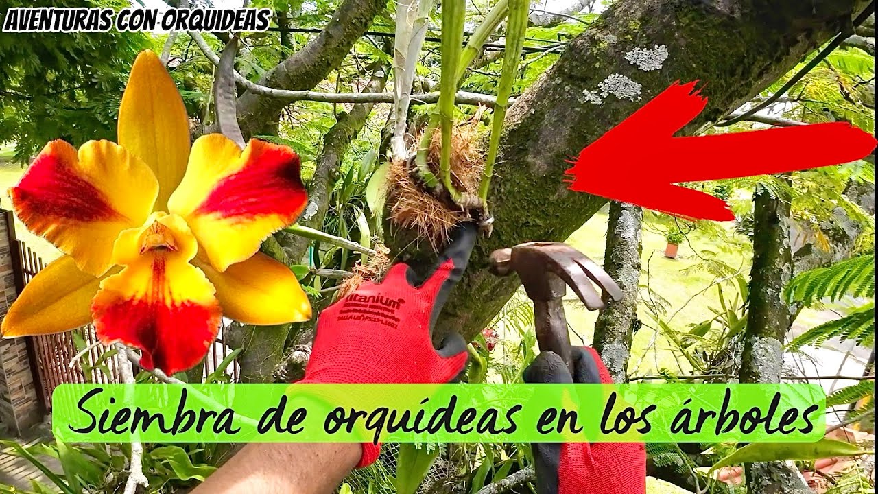 SIEMBRA DE ORQUIDEAS EN ARBOLES