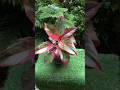 Aglaonema #shorts #trending #aglaonema #shortsfeed #plants #reels #viralvideo #trending #foryou#song