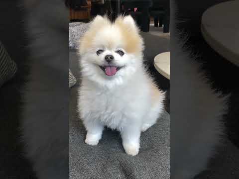 Obsessed with our son, Biggie. | Fortune Feimster Comedy