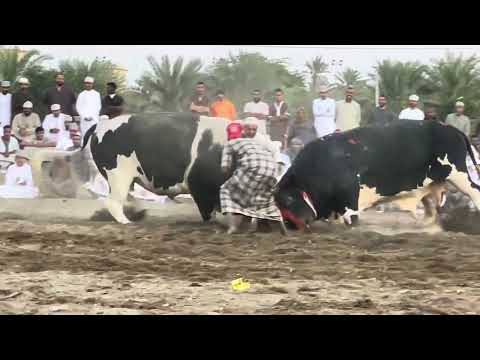 شعاع النار والحنش