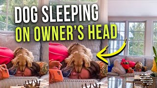 Dog Sleeping On Owner’s Head as She Lays on Couch and Uses Her Cellphone