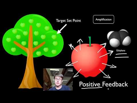 Positive and Negative Feedback Loops