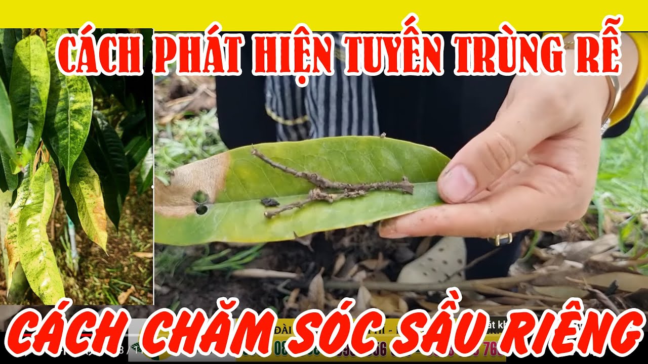Cách nhận biết và khắc phục sầu riêng bị tuyến trùng rễ tấn công | SIÊU THỊ CÂY GIỐNG WELOFARM