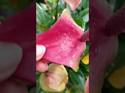 ЖЕЛТЕЮТ ЛИСТЬЯ У АНТУРИУМА,ЧТО ДЕЛАТЬ ???