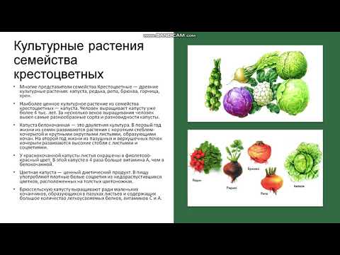 6 класс Класс Двудольные Семейство Крестоцветные Семейство Розоцветные Семейство Паслёновые