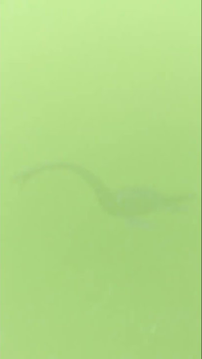 Loch Ness Monster Sighting? #shorts