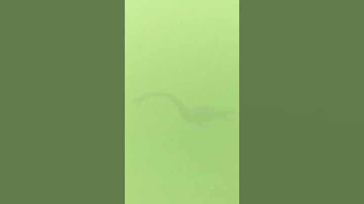 Loch Ness Monster Sighting? #shorts
