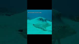 pov:saya gabut#meme#ikan#edit