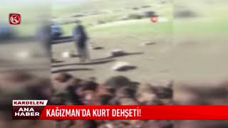 Kardelen Tv Kağızmanda Kurt Dehşeti