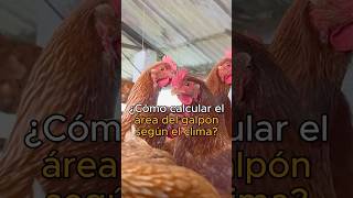learn How To Calculate The Size Of The Shed For Your Laying Hens 